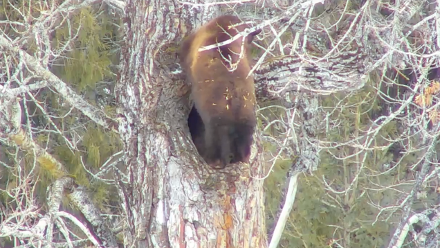 Screenshot via GlacierNPS